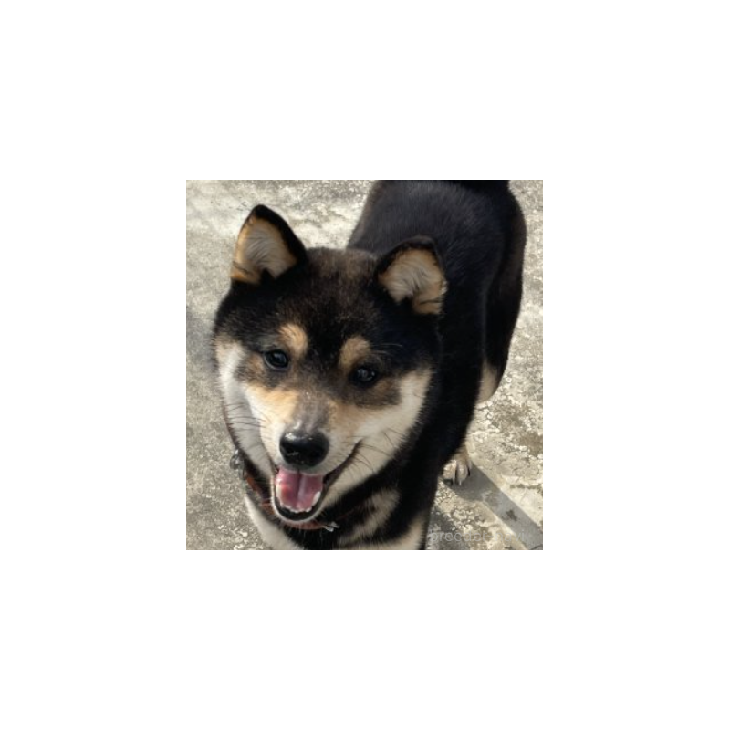 蜜柑ちゃん1枚目